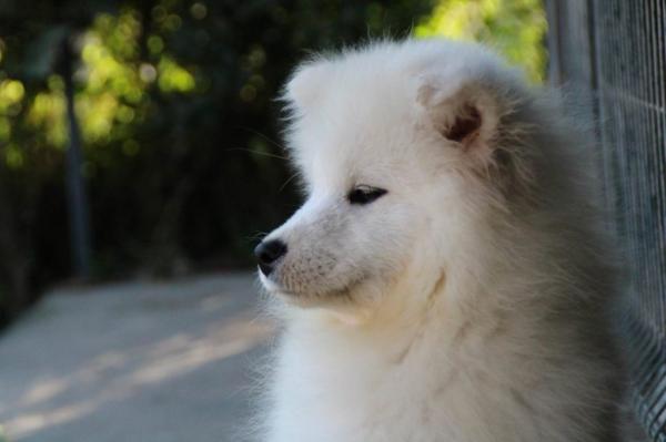 Samoyed beautiful puppy